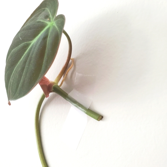 Philodendron Mican Cutting (C) - Picture 3 of 5